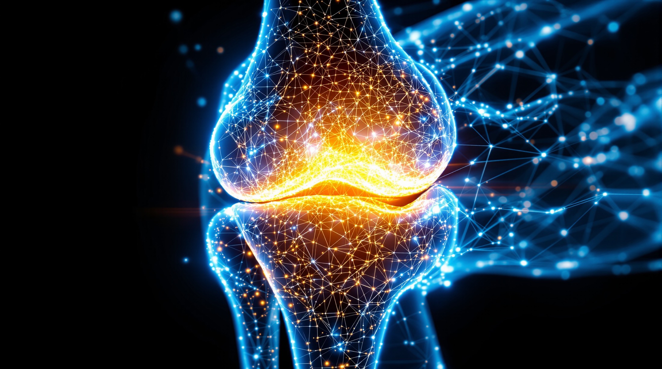 Wireframe rendering of a knee joint